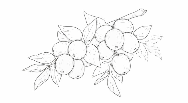 Minimalist hand-drawn botanical line art of jujube fruit clusters on a wooden branch with leaves. Detailed black and white sketch for organic food packaging and design elements.