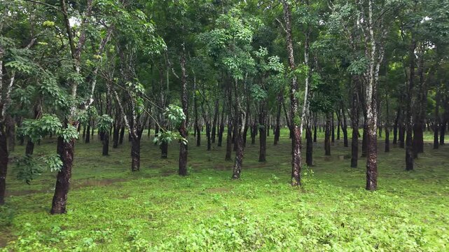 Green Rubber Tree Plantation Garden