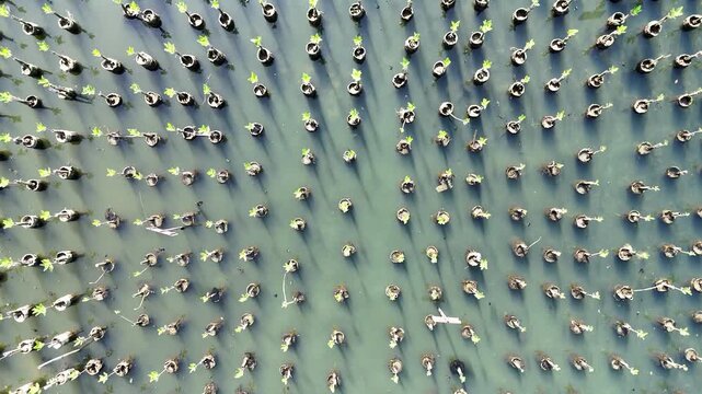 An aerial top-down perspective showcases a lush mangrove forest with clusters of dense green trees surrounded by calm, dark water, highlighting a thriving coastal ecosystem in a tropical region.
