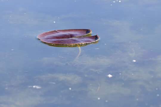 Nymphaea spp. Red Water Lily Pad Floating on Calm Freshwater Pond, Photography.