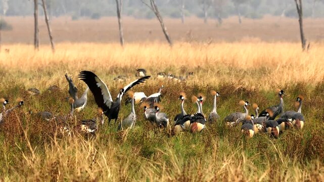 large number of grey crowned crane, Balearica regulorum, gather in Zambia in savannah  024