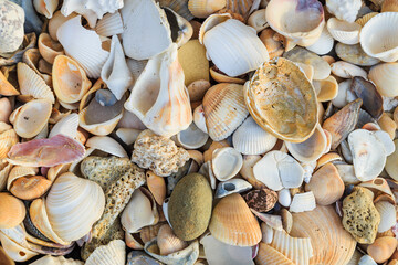 seashells on the beach © Zach
