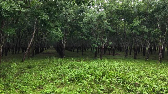 Green Rubber Tree Plantation Forest