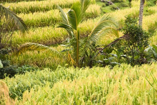 A picturesque view of golden-green rice terraces with small, traditional farm huts and palm trees amidst the fields, surrounded by tropical forest in Jatiluwih, Bali, Indonesia.