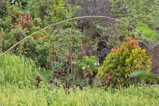 Lush green tree branches frame a beautiful scenic view of a rural Balinese village built along the cascading green Jatiluwih rice terraces under forested mountains in Bali, Indonesia.