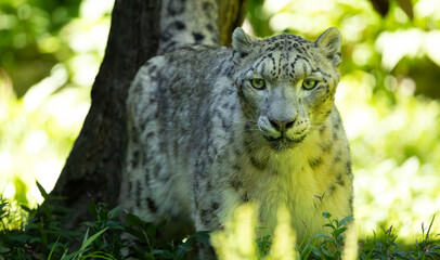 Fototapeta premium Snow leopard close-up portrait. Bronx Zoo. New York.
