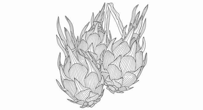Intricate line art illustration featuring three dragon fruits with complex linear patterns on their skins and leaves, isolated on a white background for coloring or design projects.