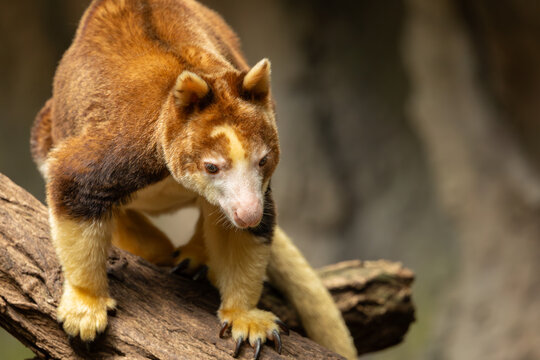 Matschie's tree-kangaroo on a tree branch. Bronx Zoo, New York.