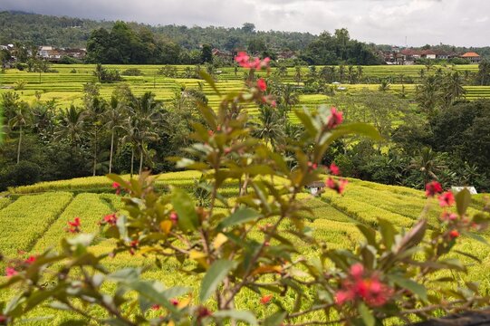 Small pink flowers softly blur in the foreground, framing a panoramic vista of the cascading green Jatiluwih rice terraces and a distant hillside village in Bali, Indonesia.