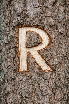 Close-up shot of a tree trunk with the letter 'R' carved into it