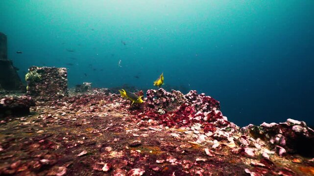 Spanish Hogfish Swimming Above Coral Growth on Sunken Shipwreck