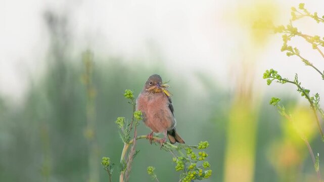 Ortolan bunting or Emberiza hortulana with grasshopper insect in beak. Wild bird turning head on yellow tansy flower branch in summer meadow natural habitat parental care concept