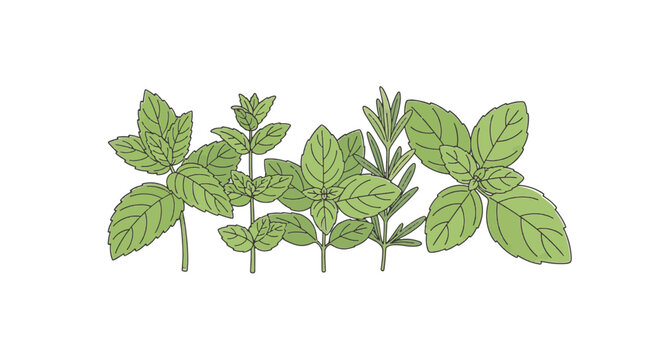 Collection of culinary herbs including mint, basil, and rosemary branches in a minimalist single-line art style, vector illustration of fresh green organic leaves isolated on white background.