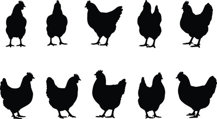 Ten black silhouettes of chickens in different poses and perspectives Keywords: chicken, hen, silhouette, poultry, bird, farm animal, domestic animal, fowl, livestock © QueenMomtaz 