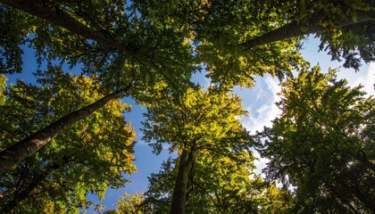 Fototapeta premium Golden sunlight filtering through dense green forest canopy.
