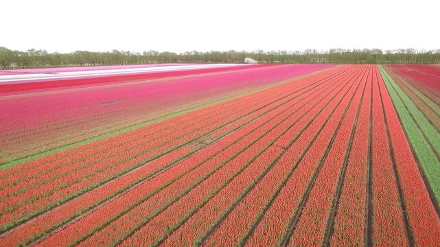 Aerial drone shot flying over expansive flower fields, capturing a mix of vibrant, fully blooming colorful tulips alongside rows of green tulips still in the bud stage. A beautiful showcase of spring 