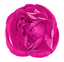 Obraz premium Rose flower on isolated background with clipping path. Closeup. For design. Nature..