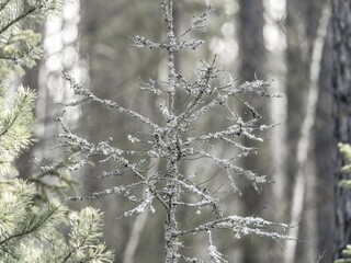 Suche gałęzie młodego drzewa pokryte naturalnym porostem w jasnym, zamglonym lesie. Minimalistyczny kadr dotykający tematu zmian klimatycznych, bioróżnorodności i ekologii. © Henryk Niestrój