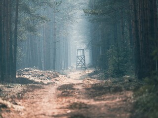 Mistycyzm polskiej natury. Drewniana ambona myśliwska w głębi zamglonego, sosnowego lasu o świcie. Filmowy kadr idealny do artykułów o ekologii, leśnictwie i ochronie zwierzyny. © Henryk Niestrój