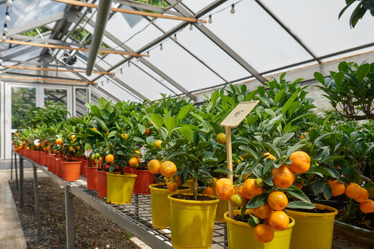 Citrus trees inside botanic garden greenhouse