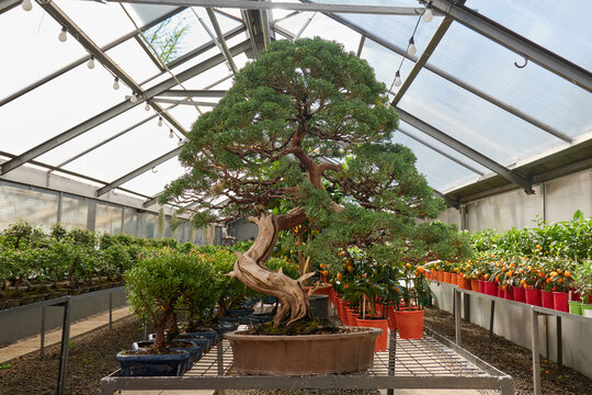 Large old bonsai tree displayed in greenhouse