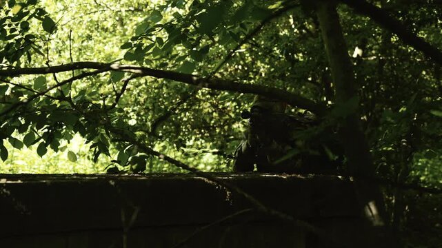 Camouflaged soldier in a dark forest on a mission. Hiding and aiming with a AR-15 carbine rifle with a red laser collimator and a magnifier