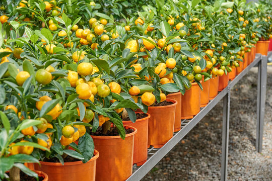 Calamondin citrus plants in row at nursery