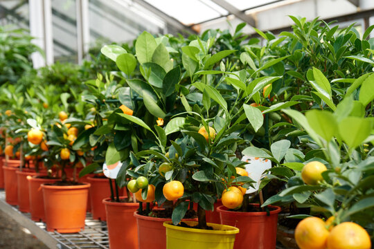 Citrus trees with orange fruits in nursery