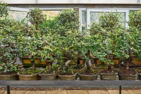 Row of bonsai trees on bench at plant nursery