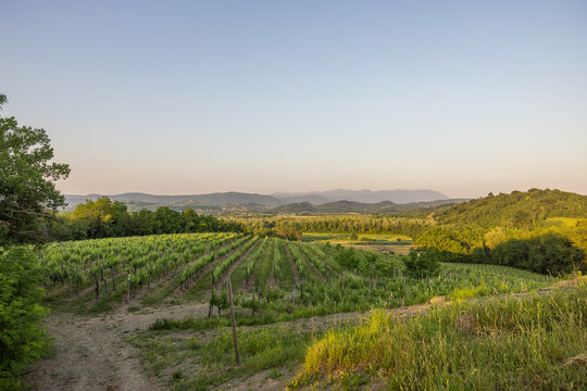 vista panoramica di un tipico paesaggio collinare del Friuli Venezia Giulia con filari di vigne, vegetazione rigogliosa e uno sfondo montuoso sotto un cielo limpido, al tramonto, in estate
