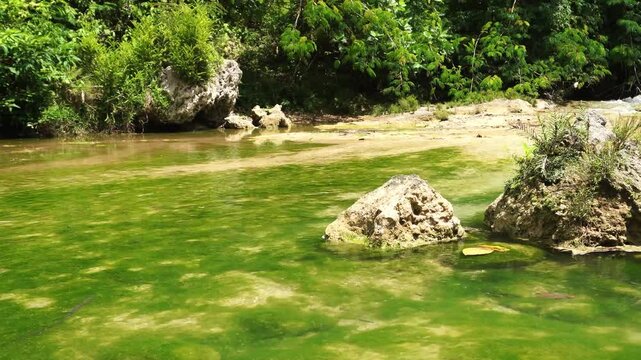 Authentic speed video presents Chlorophyta or Green Algae in transparent flowing river stream. Wide framing maintains crisp sharpness on foliage swaying under bright sunlighting.