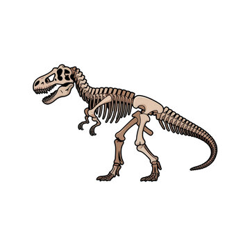 Dinosaur skeleton illustration of a t-rex fossil