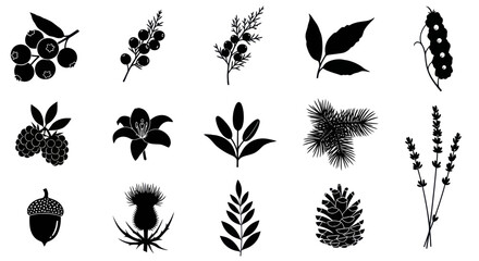 Botanical plant, leaf, and berry silhouette icon collection. © Adera