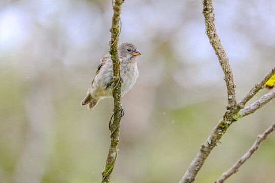 Finch on branch, ready to fly