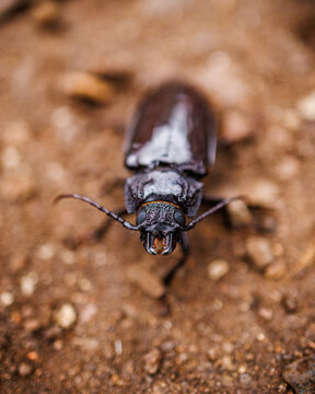 Large beetle on ground in Galapagos