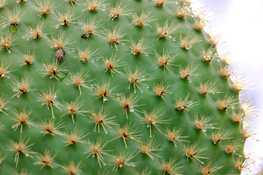 Snail hiding on cactus in Galapagos