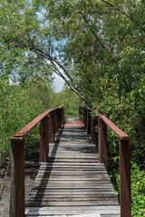 Obraz premium Wooden bridge pathway walkway surrounded by dense tropical wetland trees