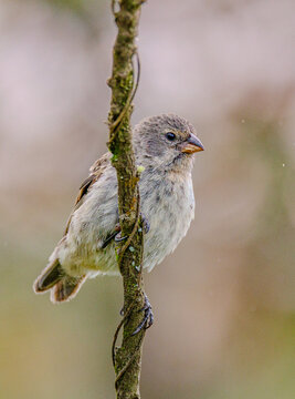 Finch close up on vertical branch