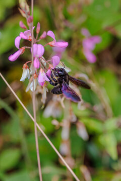Purple winged bee on flower in Galapagos
