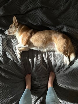 First person view: a dog lies on a bed next to its owner's feet.