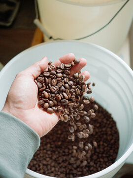 Looking at freshly roasted coffee