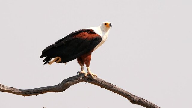 african fish eagle, Icthyophaga vocifer, on perch looking around, flies away 452
