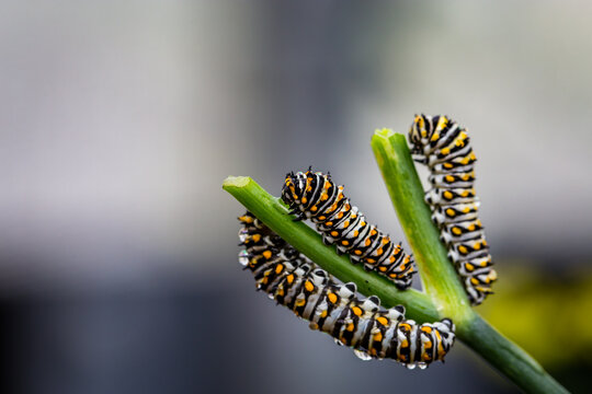 caterpillar on a plant