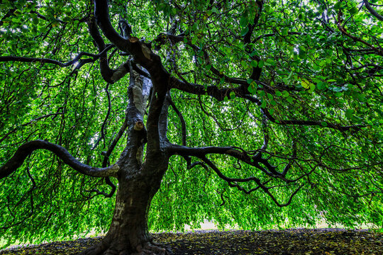 tree in the forest