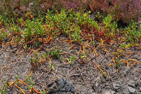 Close-up view of coastal halophyte plants creeping on arid soil
