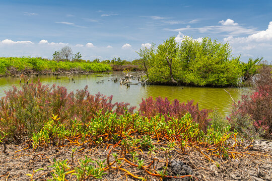 Arid cracked soil foreground with vibrant halophyte plants and a green mangrove tree under a bright blue sky