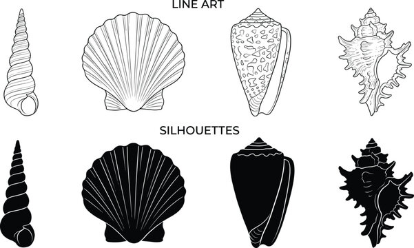 Seashell line art and black silhouettes set, marine conch scallop and cone shell vector illustration