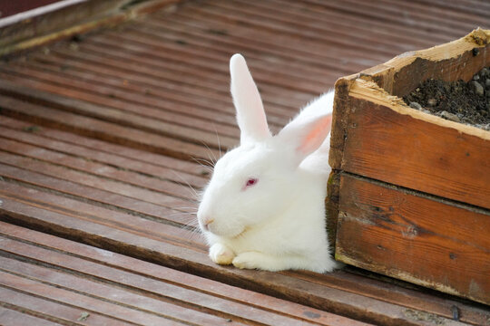 A cute white albino rabbit with pink eyes resting comfortably next to a wooden box on a slatted wooden floor.