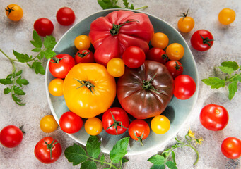 Naklejka premium Fresh farm tomatoes displaying colorful variety on a plate
