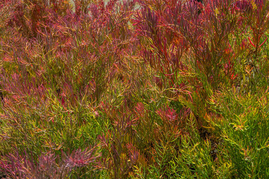 Full frame texture of vibrant colorful Seablite or Suaeda maritima bushes in tropical wetland